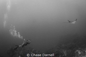 "The Pace"
A diver keeps pace with an Eagle Ray to grap ... by Chase Darnell 